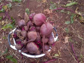 We were harvesting this much pretty much whenever we wanted.