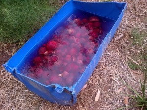 Bulk beetroot processing!