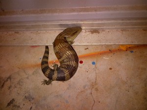 This guy was in the shed and a little cold one morning. I made sure he got safely away. I've got a soft spot for our scaled brothers and sisters...