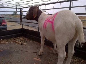 This shot shows Howard's... plumpness.