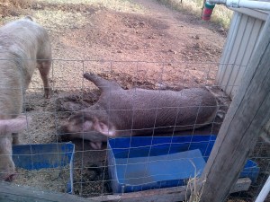 This is Boris' post-coital mud bath. It's the porky equivalent of having a cigarette, or rolling over to go to sleep.