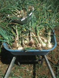 You know you might have a lot of onions when you need a wheelbarrow to harvest them...