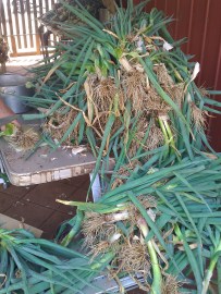 These are mostly shallots.