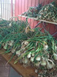 Stacking them up for Linhda to plait.