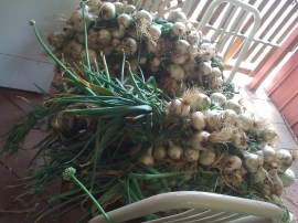 These plaits are the best way to keep them.