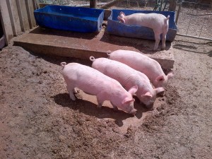 The piglets are getting huge!