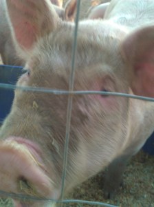 This is Brutus. He's a beast!