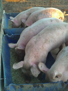 Fat piglets are getting fat.