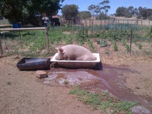 This is why we can't have clean water. Ever.