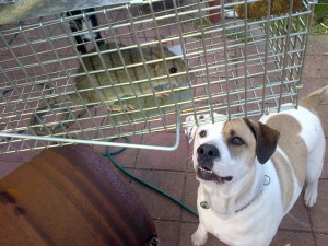 At least Bruce is impressed with my masterful rat catching skills.