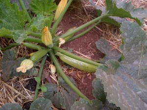 The zucchinis were coming on nicely.