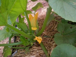 We learned to pick the squash when they're maybe palm-sized, rather than dinner plate sized like last year.