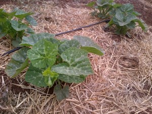 The pumpkins are loving life.