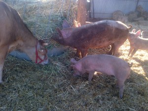 The piglets were growing.