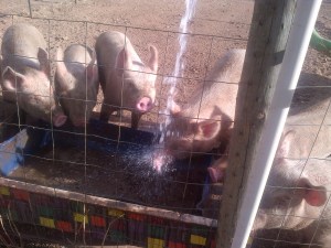 ... and this is another.