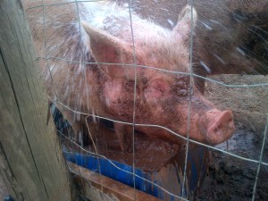 It's just like a shower, only nobody really ends up any cleaner.