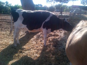 Steak was getting bigger.