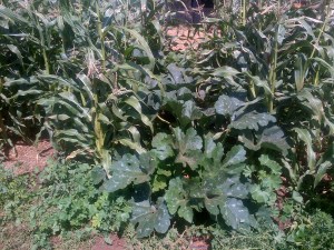 Growing zucchini and squash between the corn rows works amazingly well.