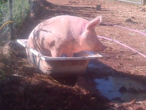 Our baby-daddy, Boris!