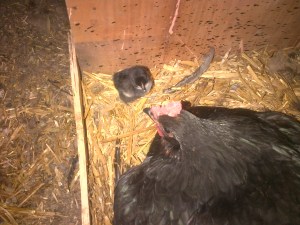 Our first home-bred chick!