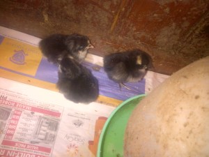 Chicks in the brooder.