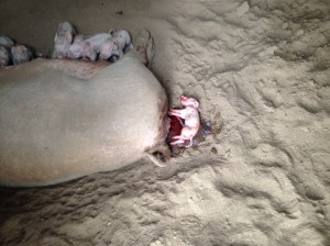 The miracle of birth! The mess, gross miracle...