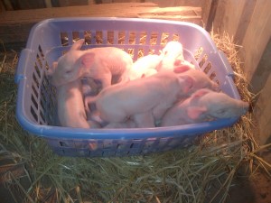 A basket of piglets.