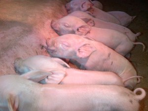 Blissed out on mum's milk.