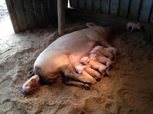 No, that piglet isn't trying to crawl back in.