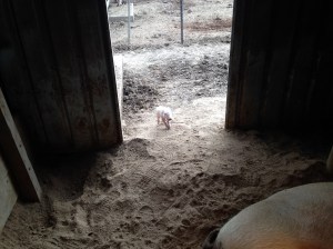 That piglet is maybe 3 hours old. They're adventurous little buggers.