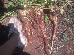 Last of the parsnip. My foot is there for scale. These last ones were huge!