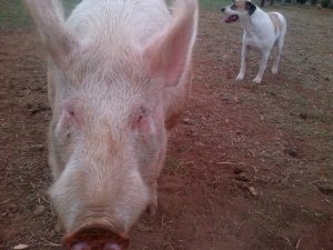 Bruce photo-bombing Boris!