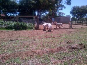 The older babies being let out in the back paddock to free range.