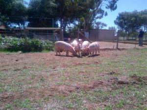 They get 2 steps out of the gate and start to eat.  Maximum eating efficiency!