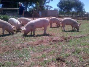 Now that's some healthy pigs...