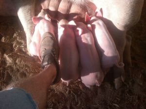 Again, my manky foot is there for scale.