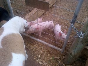 Every pig we've ever had just loves Bruce.