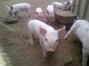 The little one in front has 2 blue eyes, which we've not seen before. I call her "Blue". Inventive of me, yes?