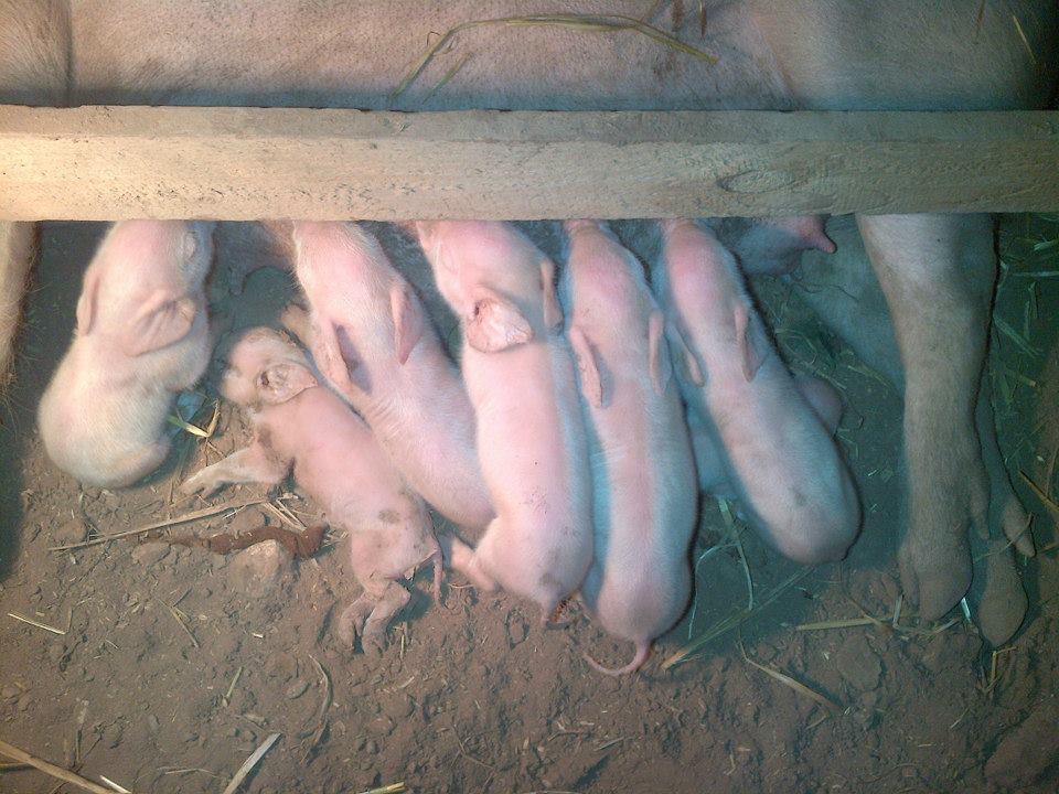 The first 7 we saw, 5, 6, and 7 of which we watched born.  Number 8 came after this photo. The second-from-the-left was the sickly one that didn't make it. You can tell even here that he wasn't real well.