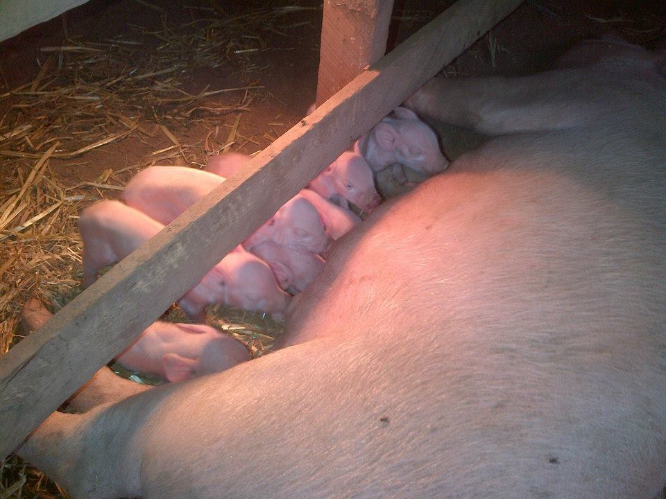 Hungry piglets are hungry.