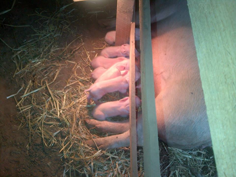 This shows the creep barrier working perfectly. Warm piglets on one side, giant mum on the other.