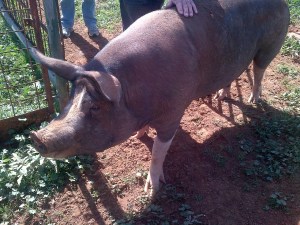 The mum of our new babies. She's a Berkshire, and super friendly.