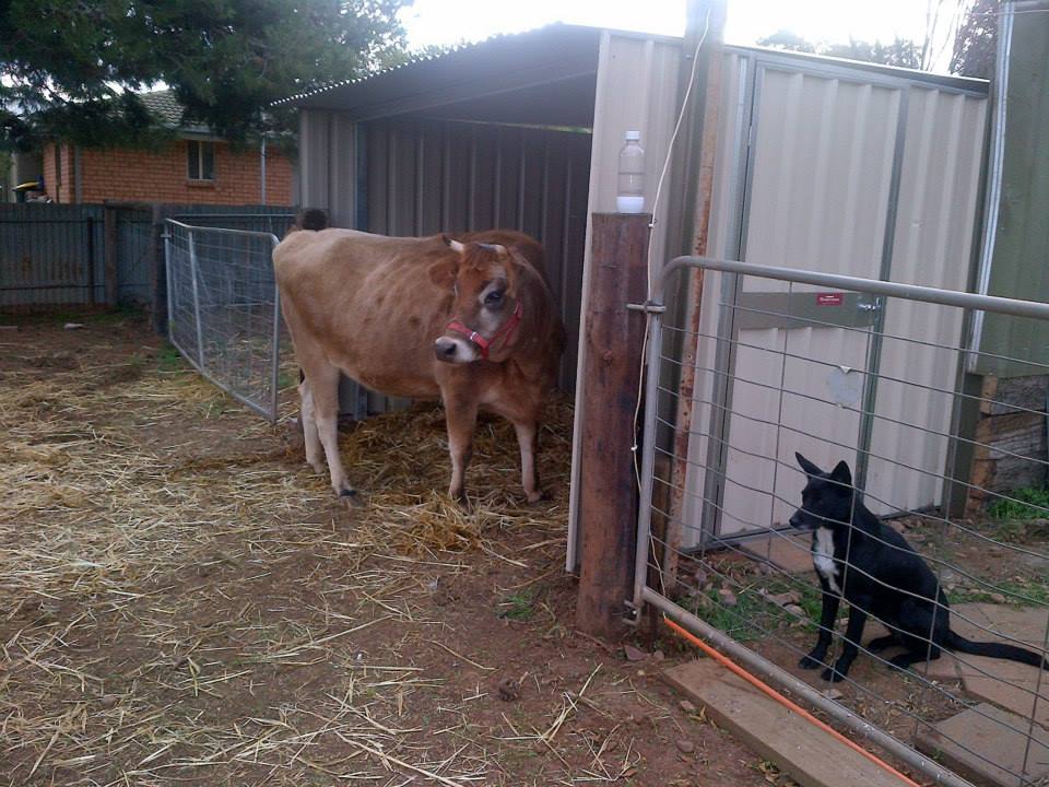 This is really the closest she gets.  Even in the rain she tends to stay out under the pine trees. Silly cow.