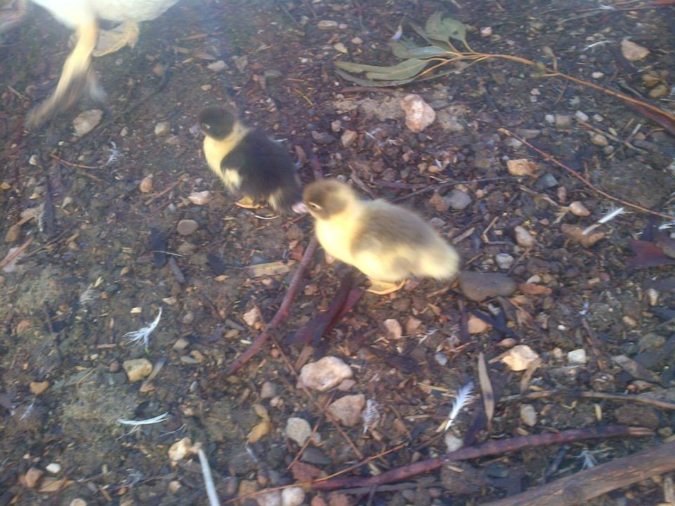 Ducklings!