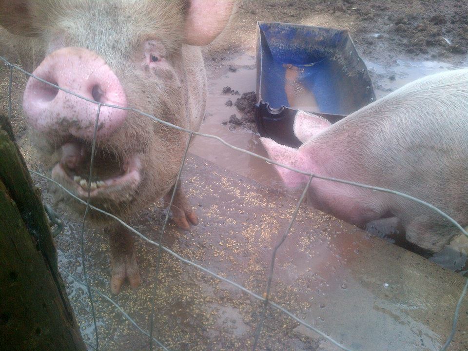 ... and two giant pigs who were fairly happy with themselves.