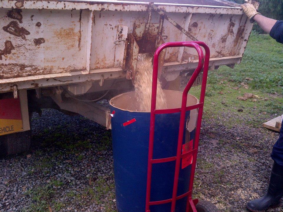 Loading the grain into bins.