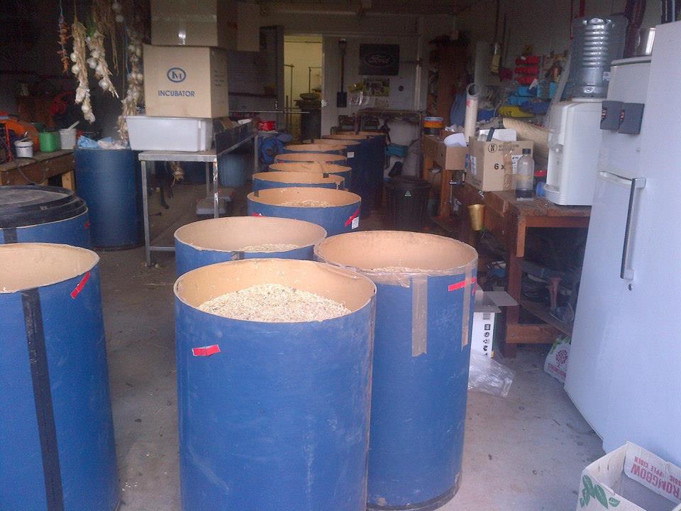 This is what 1.5 tonnes of free grain looks like.