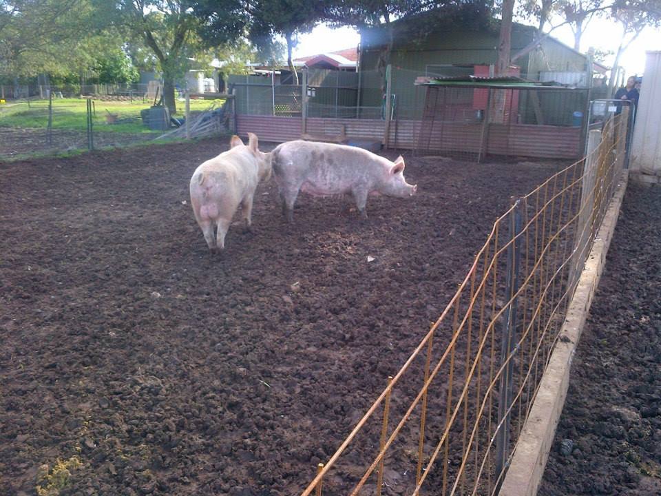 Honey in with Boris after about 30 seconds.