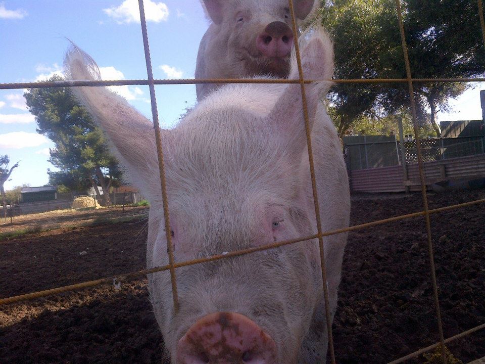 A close up of true love. Boris looks like he has a huge grin on his face.