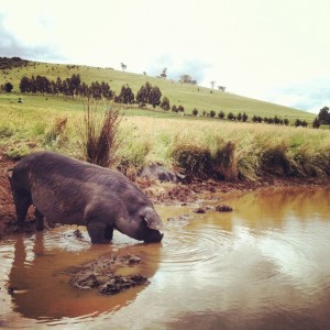 We spent a weekend at Jonai Farms, and I didn't take a single picture of a pig. I shamelessly stole this one from their website. :)